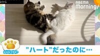 2匹の猫が“ハート型”になり日向ぼっこも… 予想外の結末に