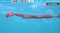 【映像】デザインが斬新すぎる深海魚の「全身」を捉えた貴重映像