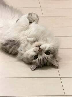 細川直美、愛猫の“人間味あふれる姿”にツッコミ「時々、可愛いおじさんに見えるよ？」