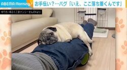 「ここが落ち着く…」ストレッチ中、足に乗ってくるパグに「ゆりかごw」「この揺れがいいよねー」と反響