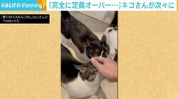 「完全に定員オーバーだろ…」 “なでなで”を求めトイレに押しかける猫たちに反響