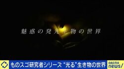 “光る”生き物は約7000種！メカニズムは？研究者「厳密にいえば人間も光を出している」他の生物から光を盗む“世界初の発見”も？