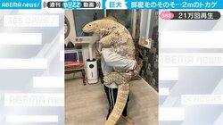 腕の中に体長２ｍの巨大トカゲ 衝撃の“抱っこ”姿に「まるで恐竜」「最高にラブリー」驚きの声 