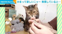 かまってニャー!! こじらせ猫がとった“可愛らしい”アピール方法に飼い主ほっこり