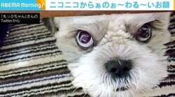 おやつを忘れられだんだん“わるい顔”に シーズーが無言の圧力 「迫力ハンパねぇ」