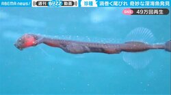 謎の深海魚に「デザインが斬新すぎる」驚きの声 ダイビング歴30年のベテランダイバーが捉えた貴重映像