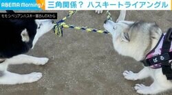 まるで三角関係!? ハスキー3頭の引っ張り合いで見事なトライアングルに 周囲からは｢おぉ〜珍しい｣と驚きの声