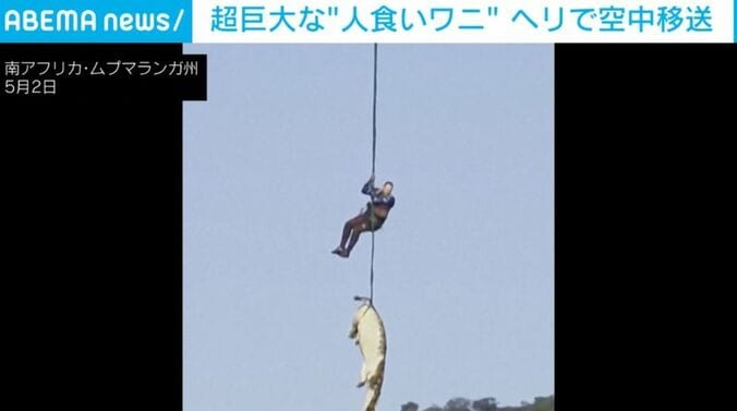 ワニ