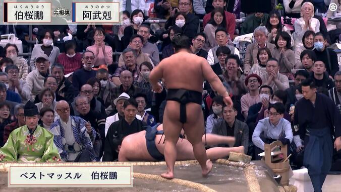 伯桜鵬の後ろ姿