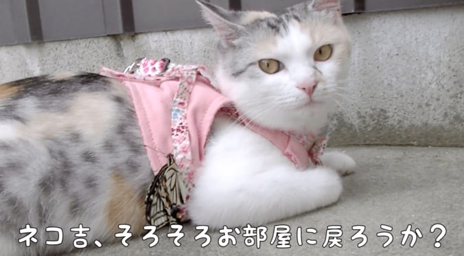 「蝶々さんこんにちは」　背中に蝶々をのせて散歩する猫 5枚目
