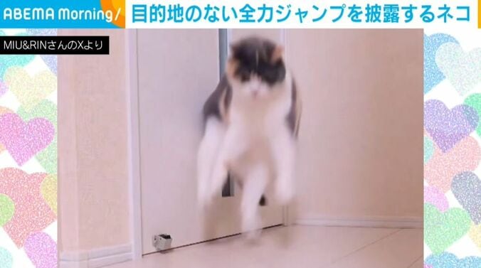みゅーちゃん