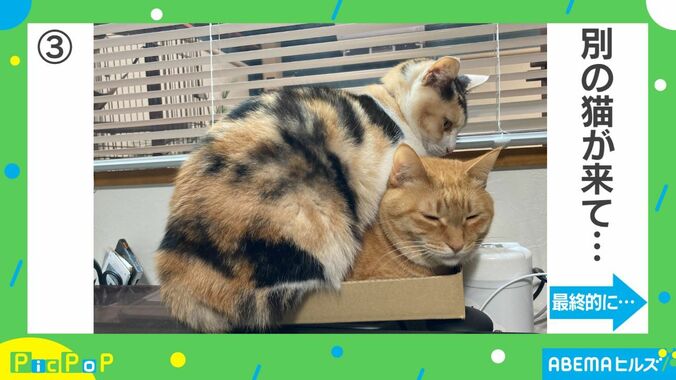 猫に仕事の邪魔をされないために箱を設置…どんどん集まり予想外の展開に「箱の魔力半端ない」 3枚目