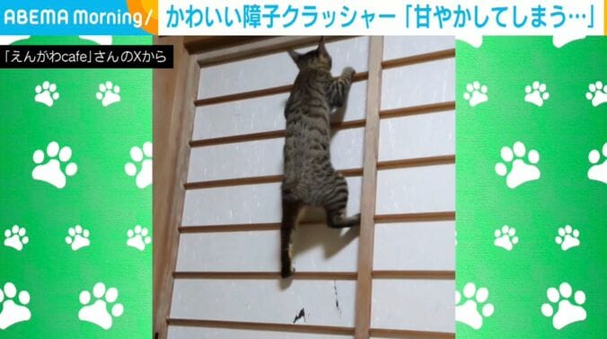 猫のはるかぜくん