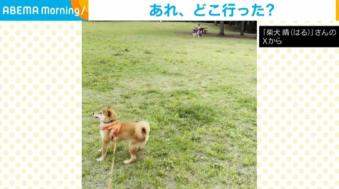 柴犬の晴くん（生後7カ月）