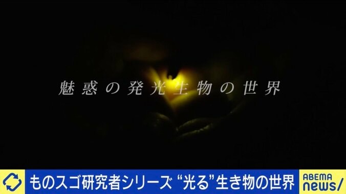 発光生物の世界