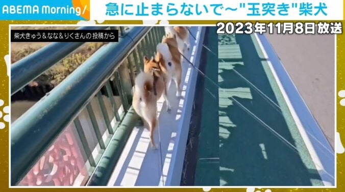 柴犬3匹