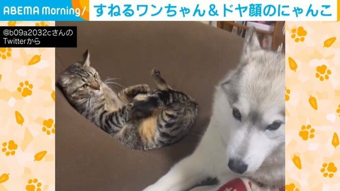 猫がドヤ顔でソファを占領 取られて拗ねる犬の姿に「はぁ〜癒し」「ほっこりした」と反響 1枚目