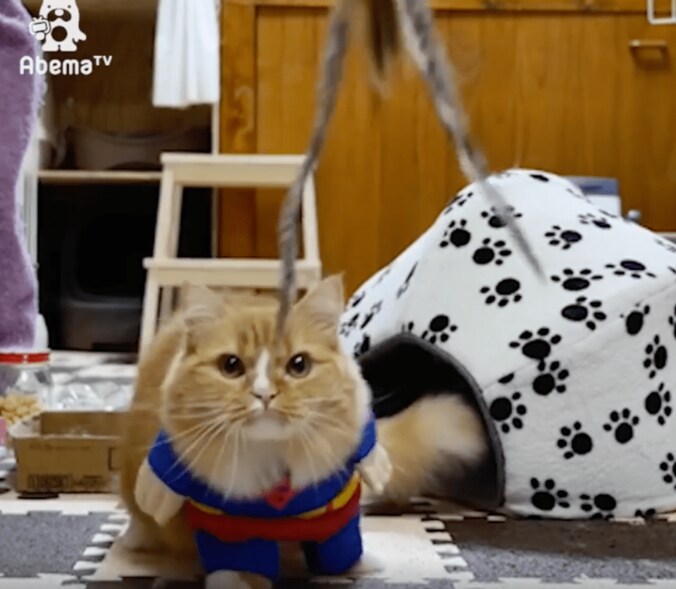 猫「ヒーローの登場にゃ」コスプレ後に可愛すぎる争いが勃発 3枚目