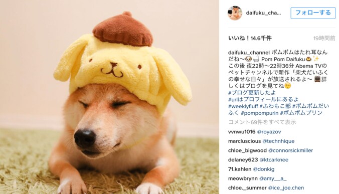 これぞリアルホットドッグ！ 柴犬だいふく「僕もホットドッグになれるかな」 8枚目