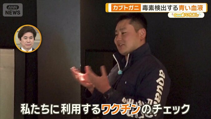 カブトガニたちの血液