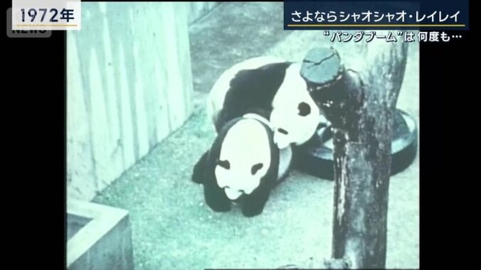 カンカンとランラン