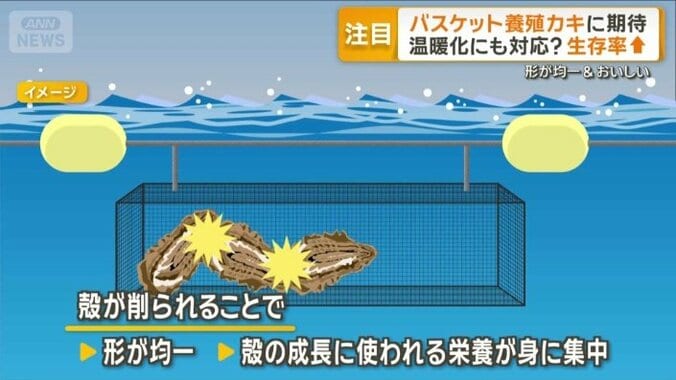 形が均一でおいしく