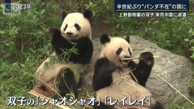 『シャオシャオ』と『レイレイ』