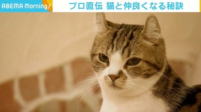 自分から触りにいくのはだめ？ 猫カフェスタッフ直伝の“猫と仲良くなる方法” 1枚目