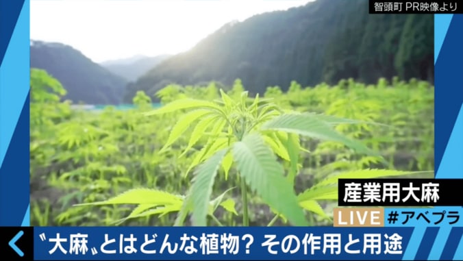 大麻栽培の許可得ても所持で逮捕　産業用大麻とはいったい何か、専門家が解説 1枚目