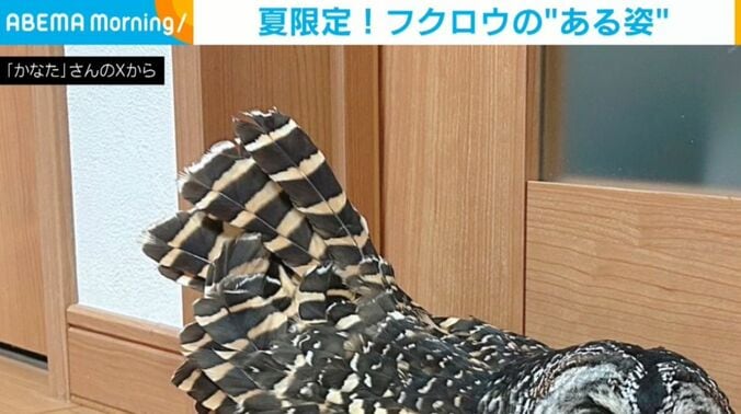 フクロウのかなたちゃん