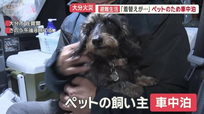 車中泊をするペットの飼い主