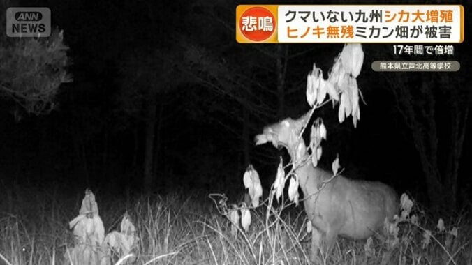 顔の高さにある葉を口で引きちぎって食べるシカ