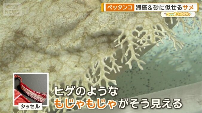 「もじゃもじゃがタッセルに見える」