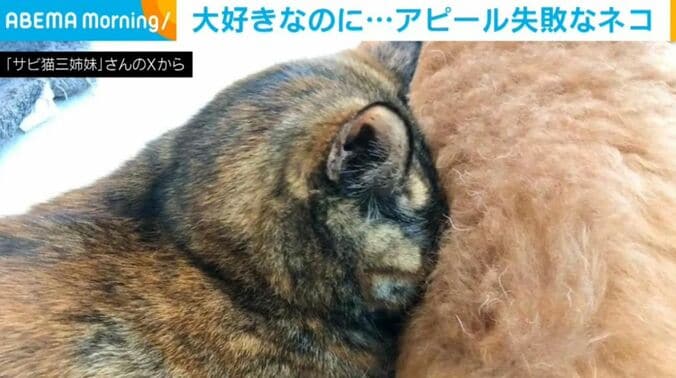 「サビ猫三姉妹」さんのXから