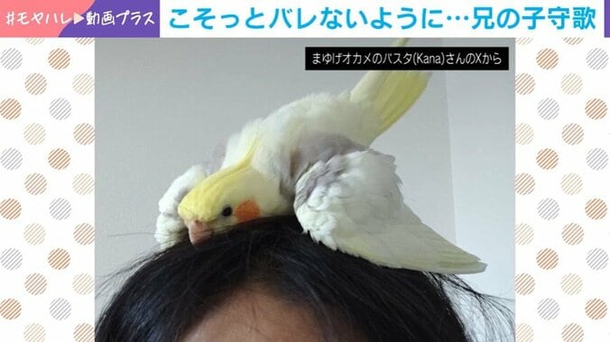 インコのパスタくん