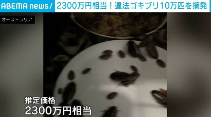 ゴキブリ