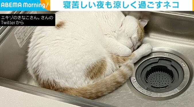 寝苦しい夜はココだニャ シンクの中で“おやすみモード”の猫 近くには母猫の姿も 1枚目