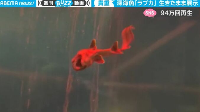  “生きる化石” 謎に包まれた激レア深海魚が泳ぐ姿をとらえた超貴重映像が話題に 「ゴジラの幼生か？」「神秘的すぎる」 1枚目