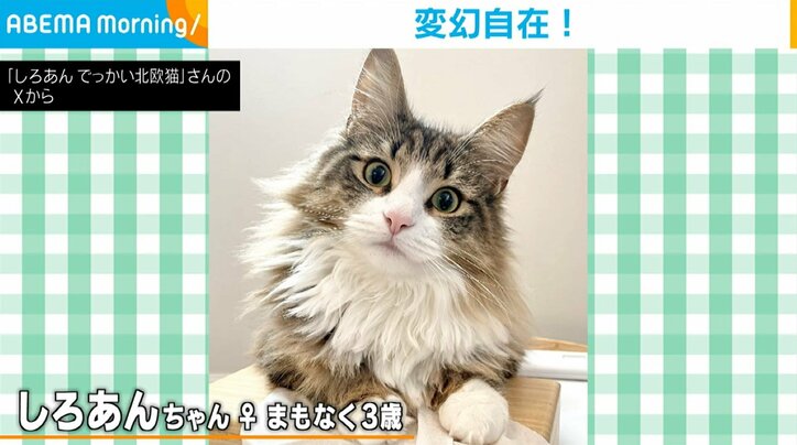 まもなく3歳のしろあんちゃん