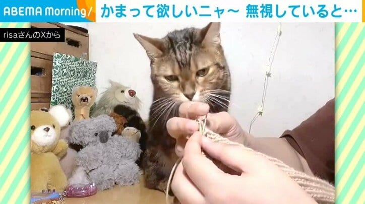 猫のはなちゃん