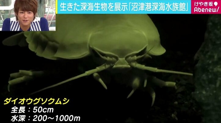 グロテスクさも魅力の「深海生物」、惹かれる“深海女子”急増