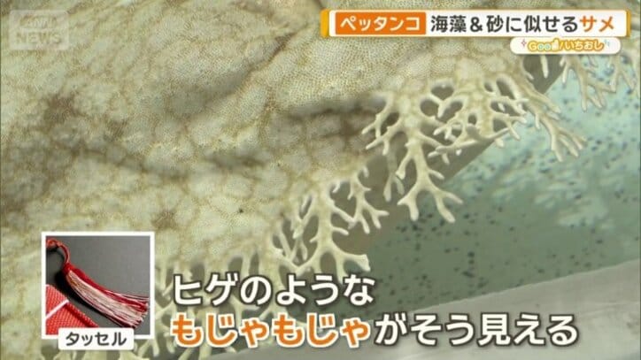 「もじゃもじゃがタッセルに見える」