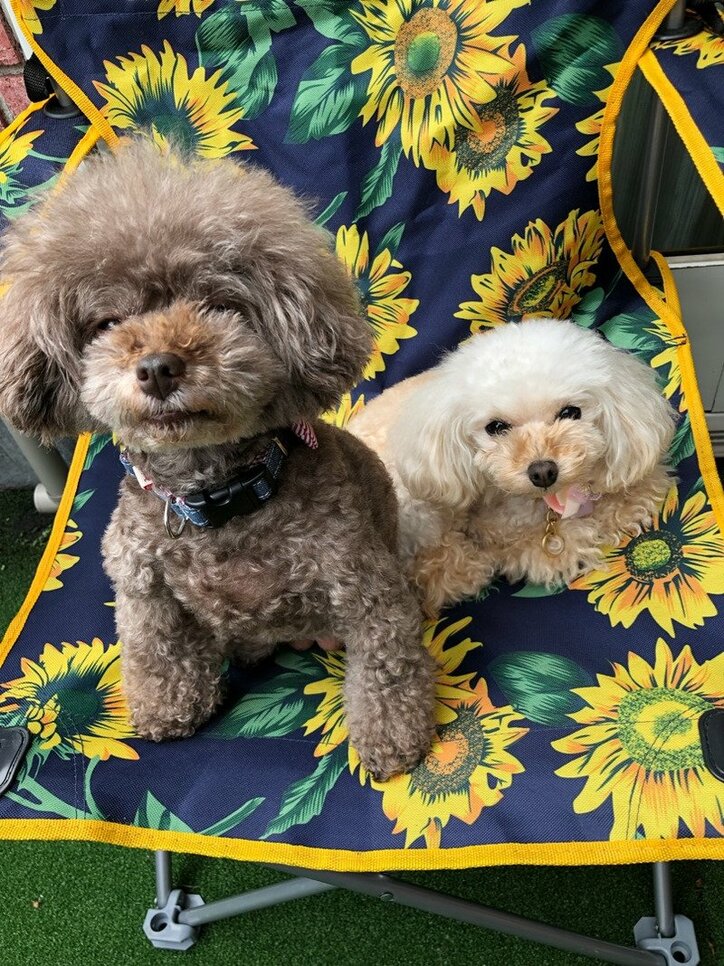 堀ちえみ、“夫婦お悩み相談室”の開始を報告「参考にして頂ければ」