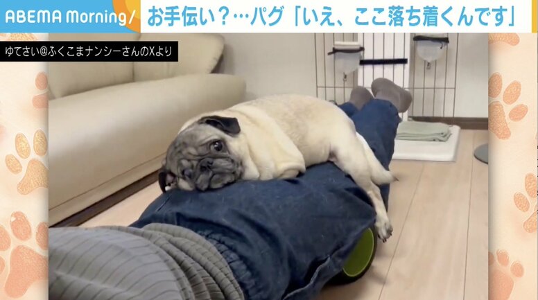 「ここが落ち着く…」ストレッチ中、足に乗ってくるパグに「ゆりかごw」「この揺れがいいよねー」と反響