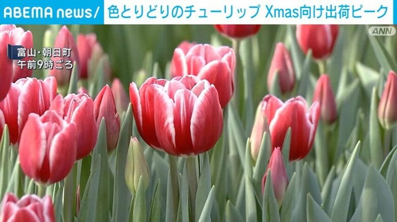 師走の話題 チューリップの出荷が最盛期