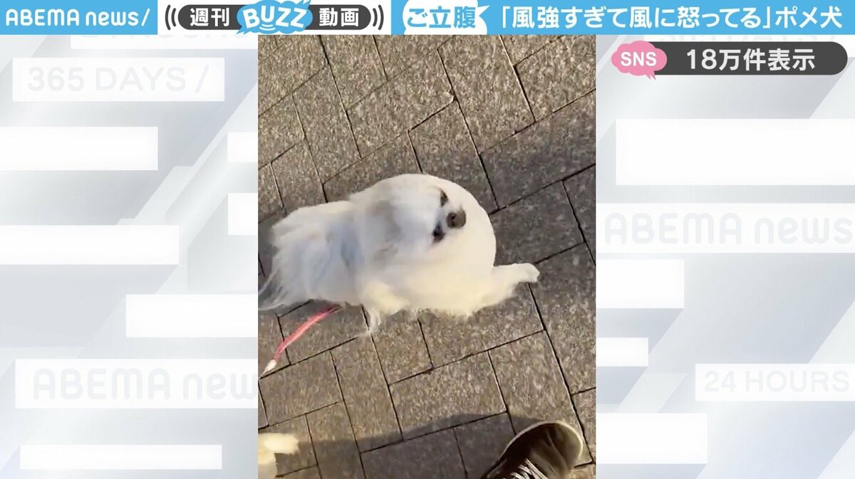 リアル強風オールバックw」風強すぎて怒ってるポメラニアンに