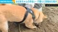 おばあちゃんのお手伝い？穴掘りに目覚めた柴犬に「こんなことされたら長生きするしかない」「穴掘りなら任せろワン！」と反響