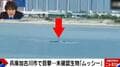 未確認生物「ムッシー」兵庫県加古川で目撃されブームも…目撃者が語る「ここ2年は姿が見えない」「あれは怪獣だと思っている」
