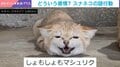 クシャっとした表情で尻尾フリフリ…飼育員も困惑!?沖縄の動物園でスナネコが見せた“謎行動”に予想飛び交う
