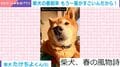 「春の風物詩」柴犬のシャンプー後→換毛期でまさかの光景に「柴をお迎えするとは、こういうことだ」「犬あるある」などの声